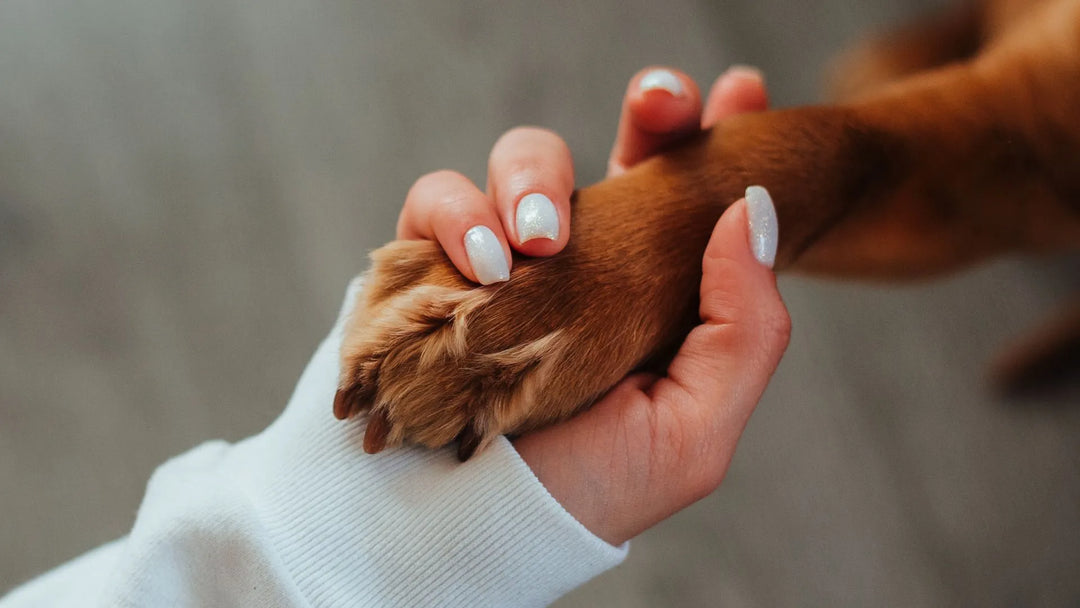 How to Keep Your Dog Healthy and Living Longer