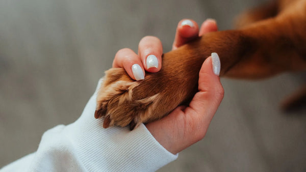 A woman’s hand is tenderly holding a brown dog’s paw