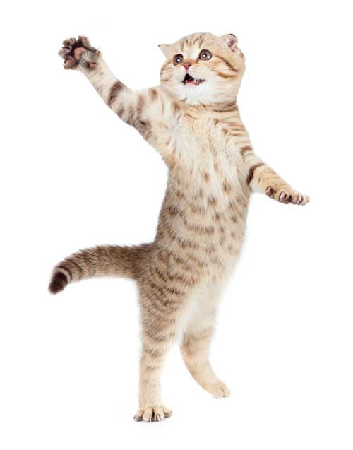 The benefits of rapamycin for cats