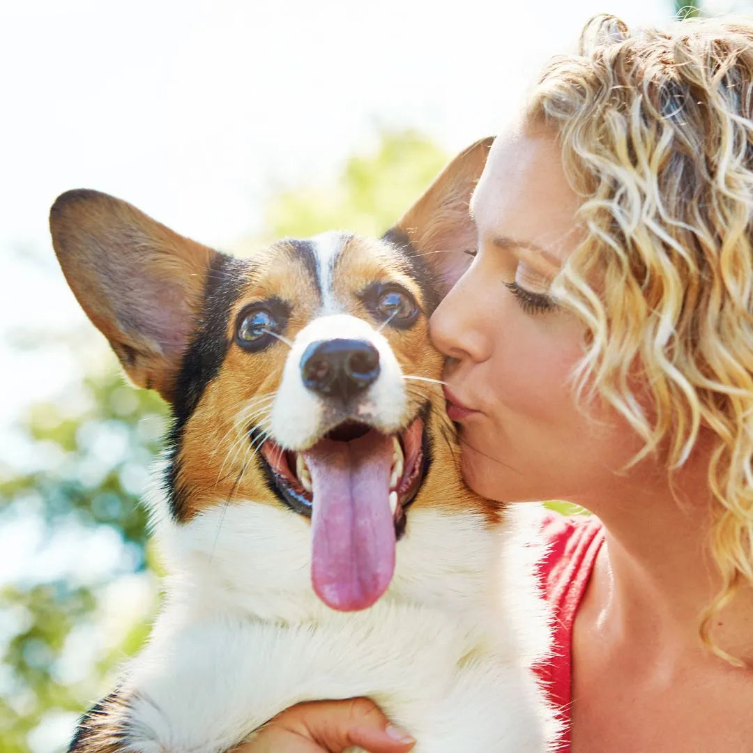 Heart Health Supplements for Dogs