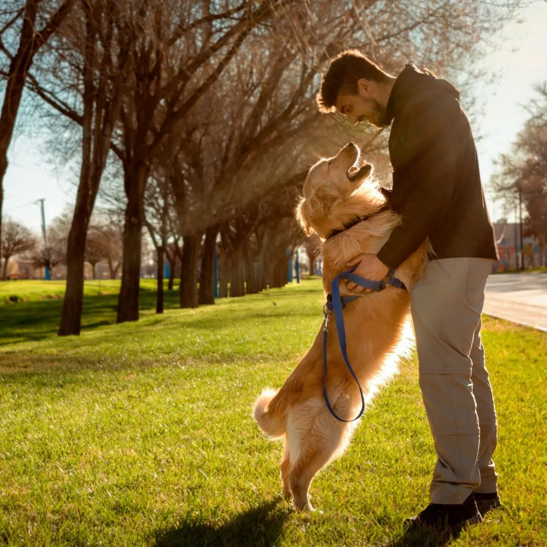 Immune Support Supplements for Dogs
