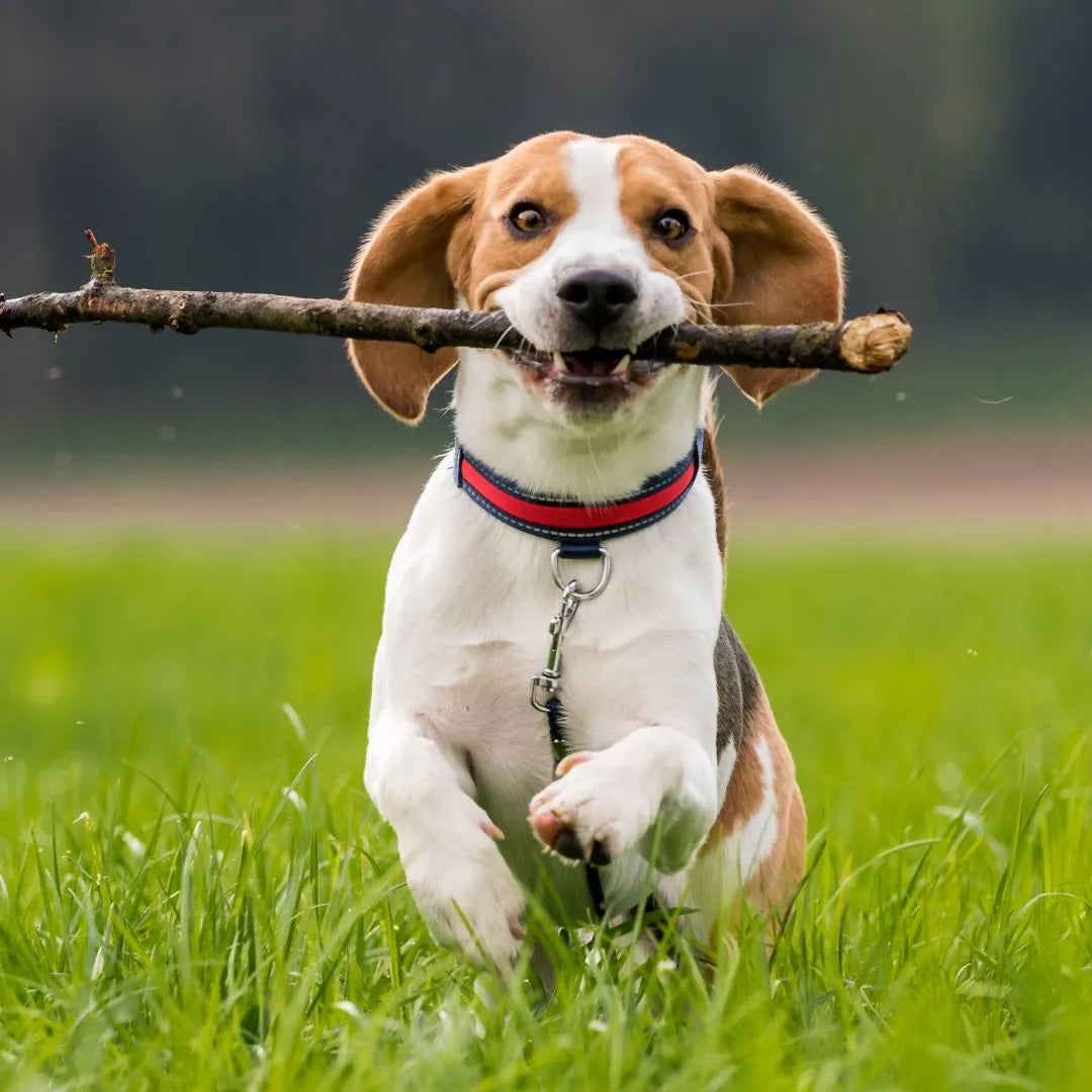 Mushrooms for Dogs