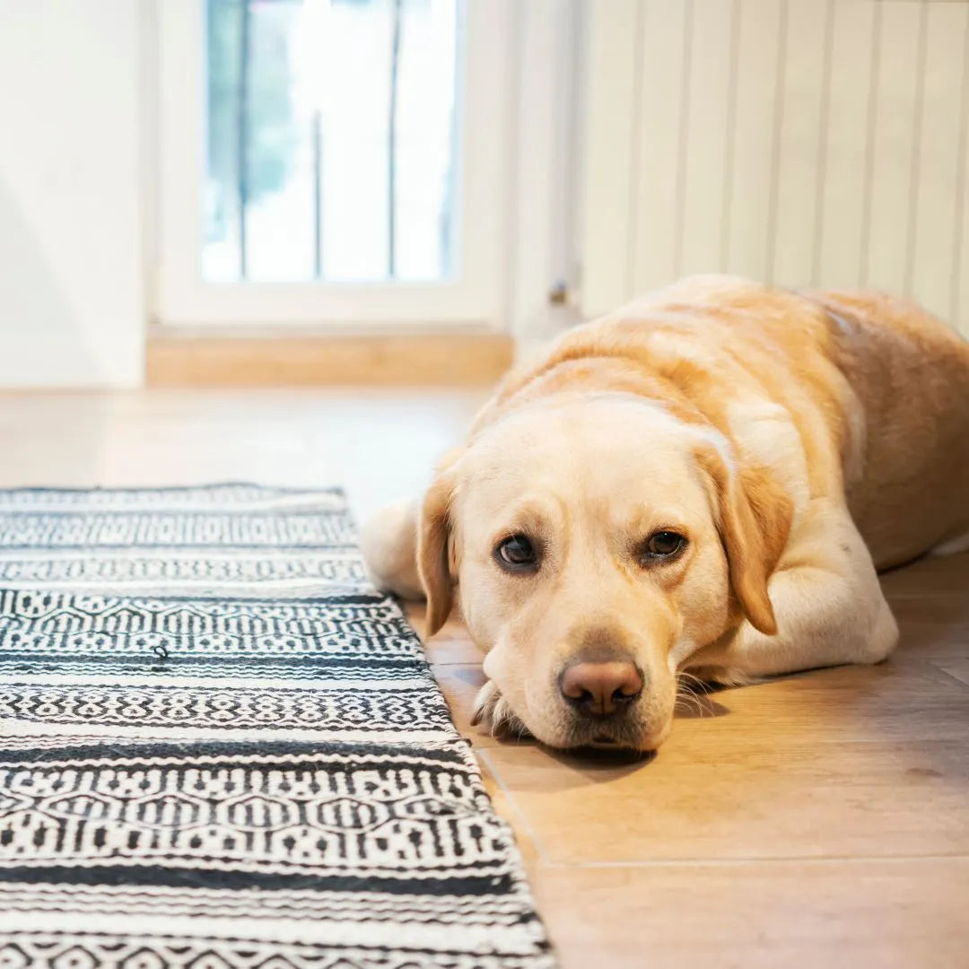 Cancer-Fighting Supplements for Dogs