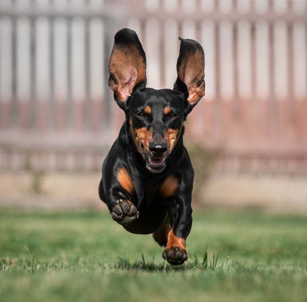 BERBERINA PARA PERROS