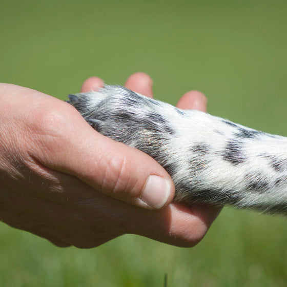 PET LONGEVITY CONSULTS -- A Longer Life For Your Pet Starts Now.