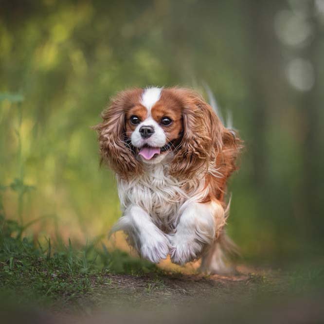 GREEN TEA FOR DOGS -- The Best Source of Pure EGCG
