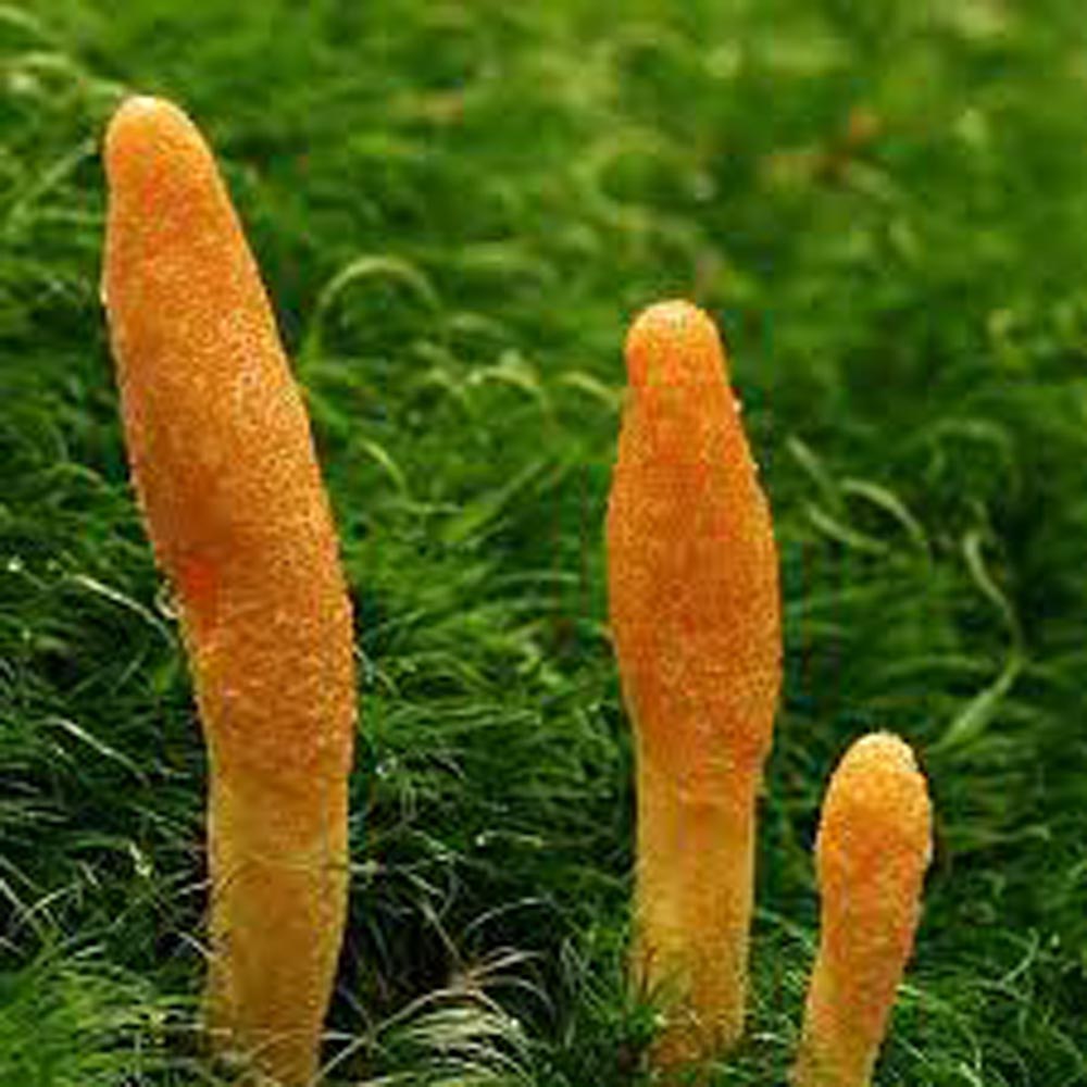 CORDYCEPS EXTRACT FOR DOGS