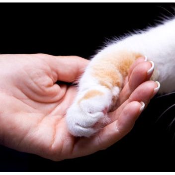 Consulta con un especialista para tu mascota