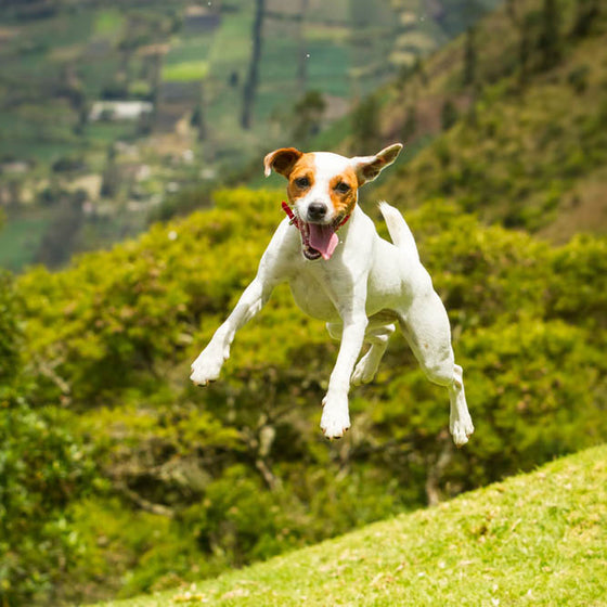 RAPAMYCIN FOR DOGS -- Better Health and A Longer Life for Your Dog