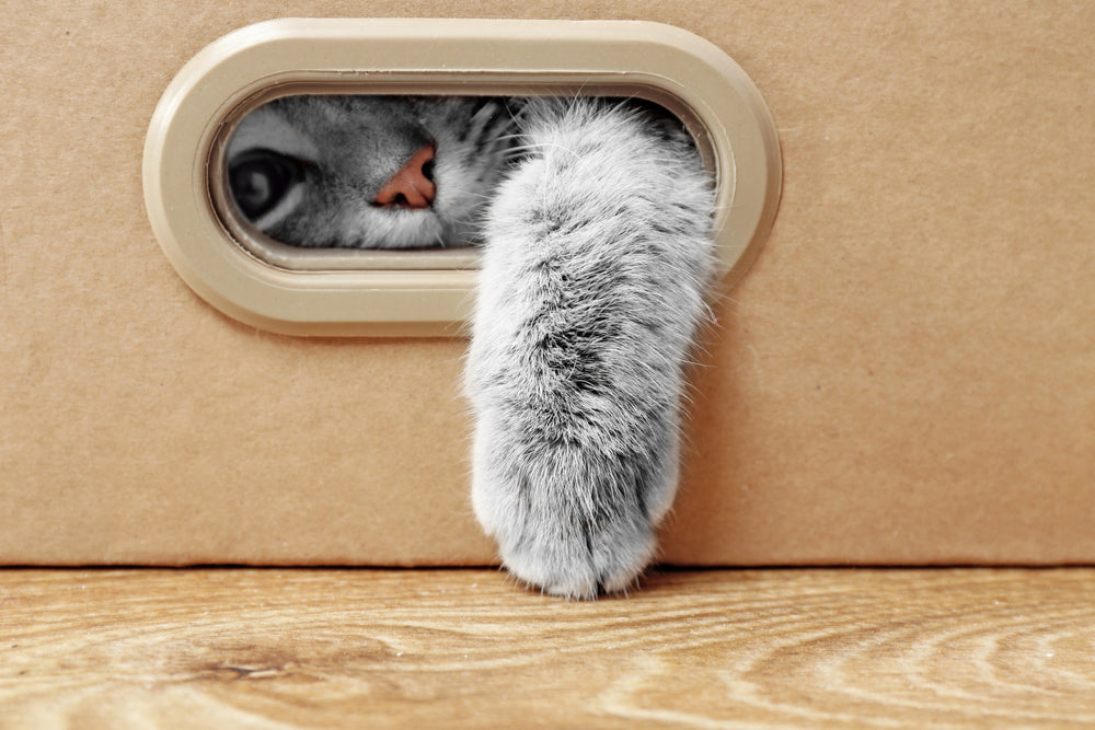 THE CAT LONGEVITY PROTOCOL