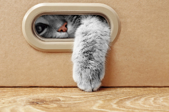 OUR CAT LONGEVITY PROTOCOL