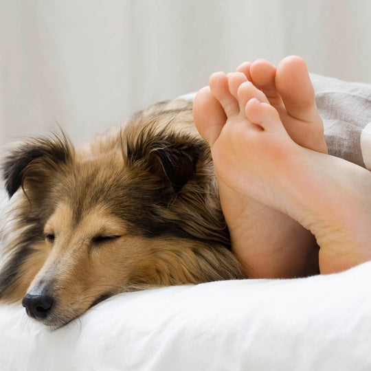 METFORMINA PARA PERROS