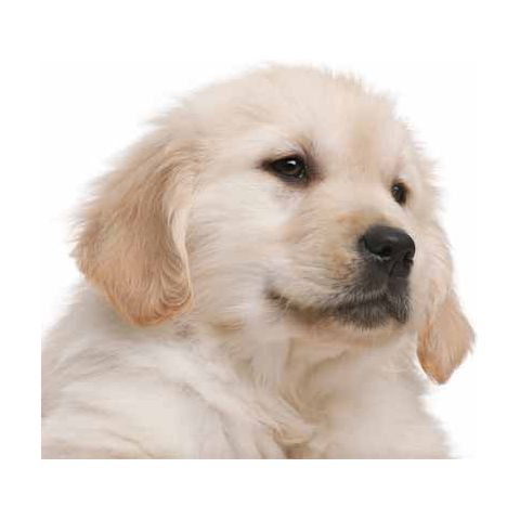 How to Help Dogs Live Longer. The 100% Free Guide!