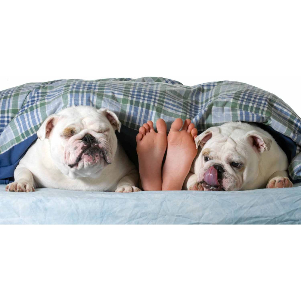 THE ITCHY PET PROTOCOL WORKSHEET