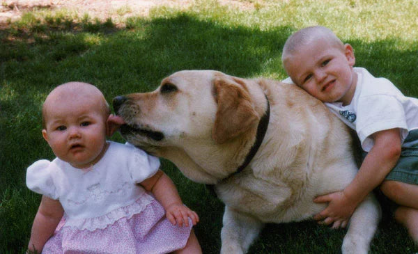 Eleven Ways To Shorten Your Dog's Lifespan