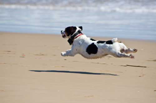 Joint & Mobility Support