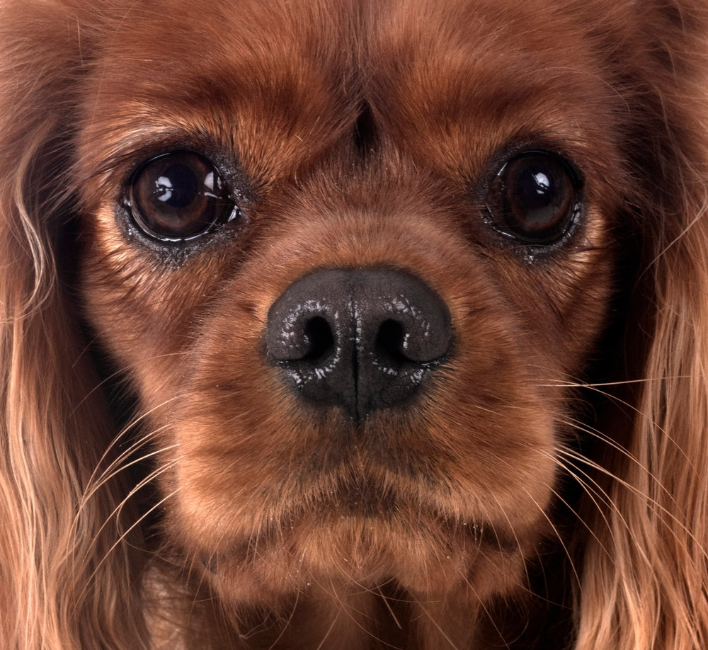 Longevity & Anti-Aging