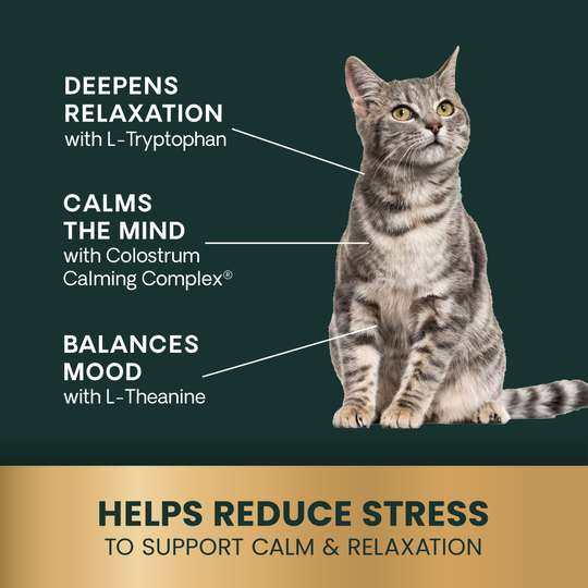 Veterinary Strength Calm & Confident Liquid for Dogs & Cats