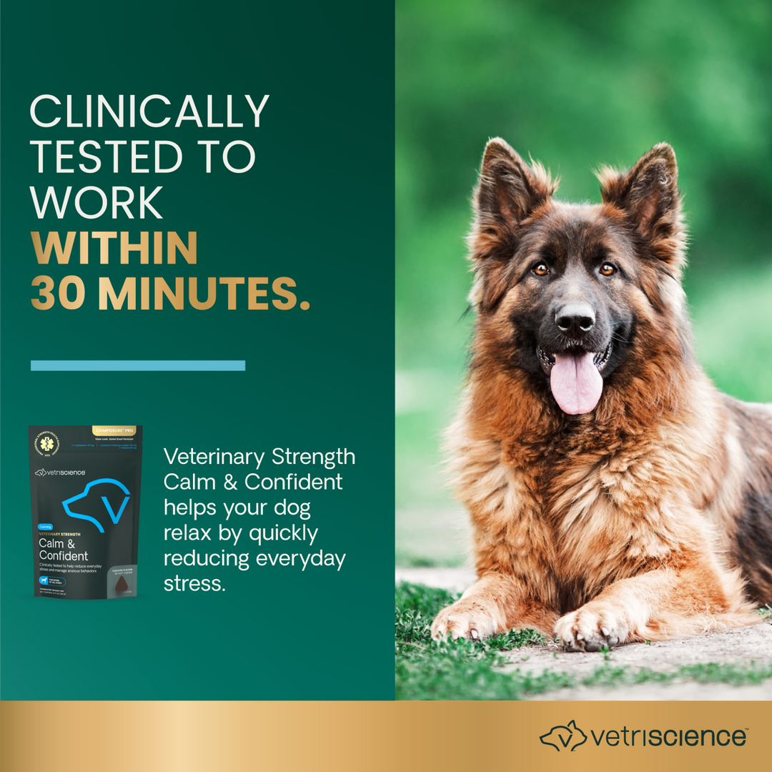 Veterinary Strength Calm & Confident for Dogs