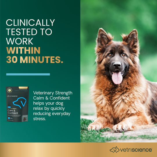 Veterinary Strength Calm & Confident for Dogs