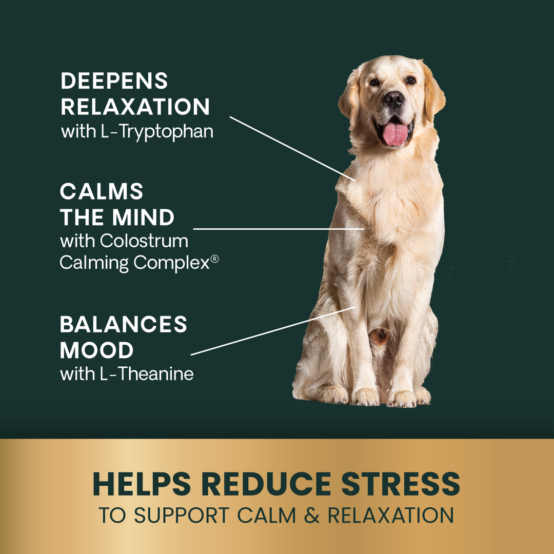 Veterinary Strength Calm & Confident for Dogs