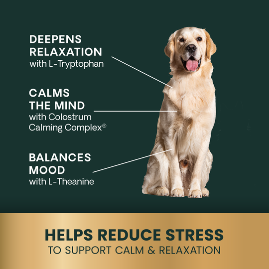 Veterinary Strength Calm & Confident for Dogs