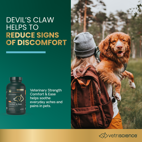 Veterinary Strength Comfort & Ease for Dogs & Cats