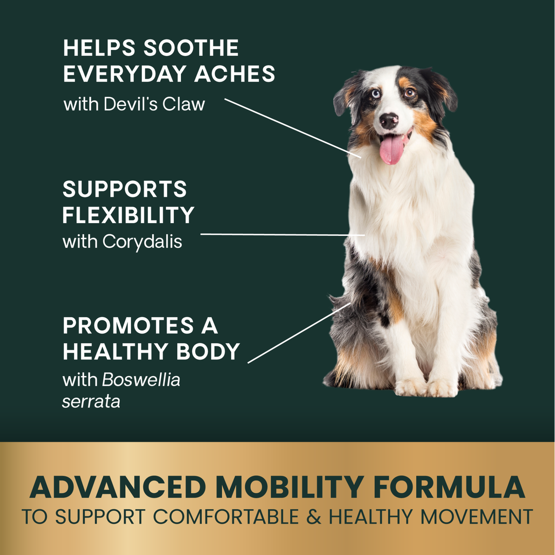 Veterinary Strength Comfort & Ease for Dogs & Cats