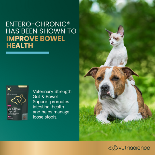 Veterinary Strength Gut & Bowel Support for Dogs & Cats