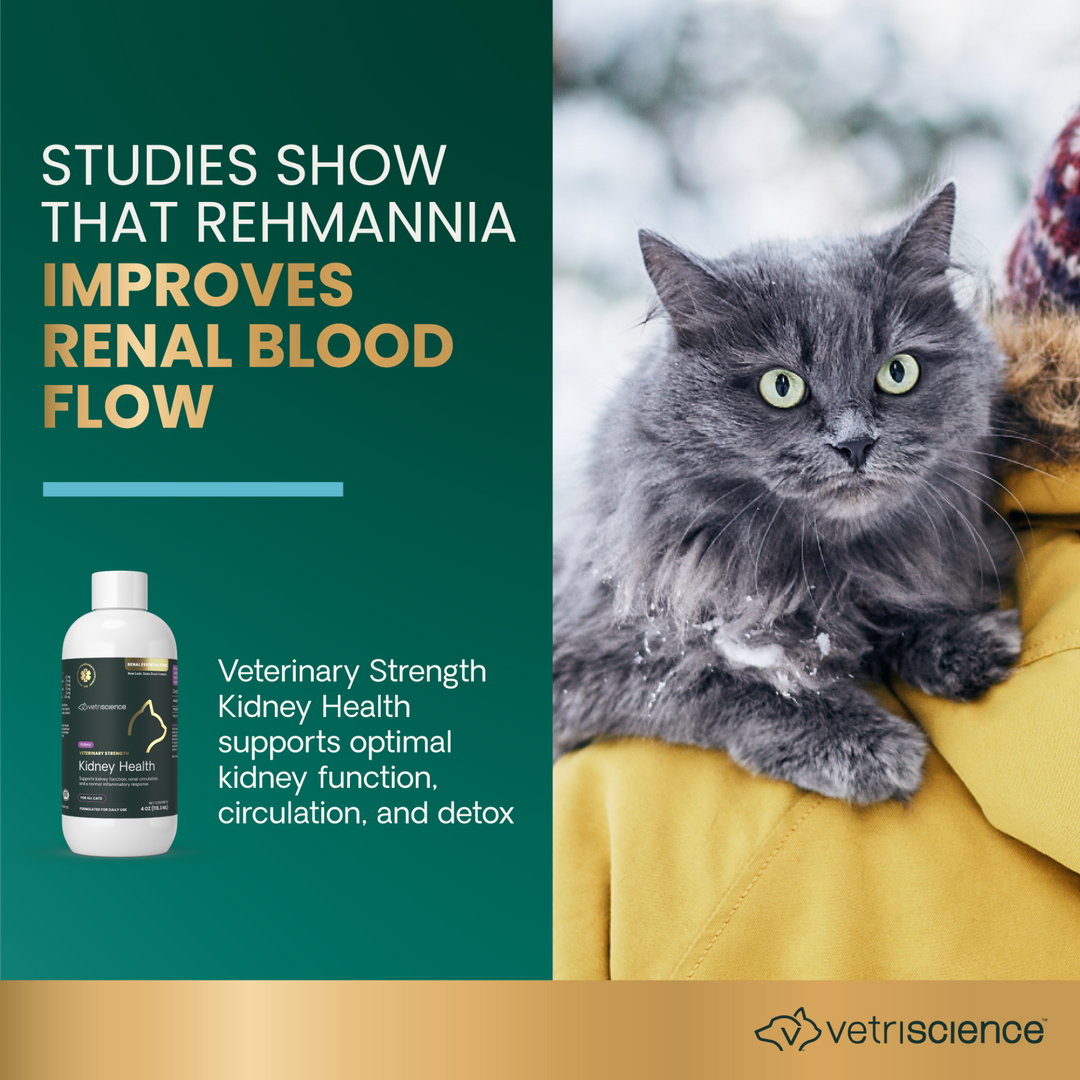Veterinary Strength Kidney Health Liquid for Cats