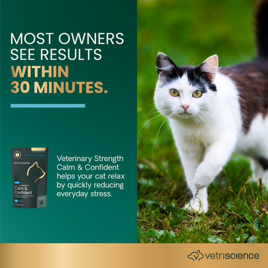 Veterinary Strength Calm & Confident for Cats