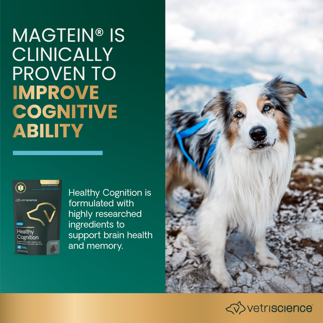 Veterinary Strength Healthy Cognition for Dogs