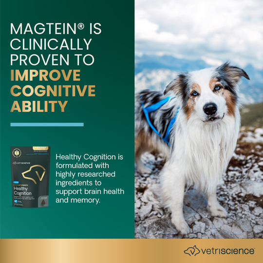 Veterinary Strength Healthy Cognition for Dogs
