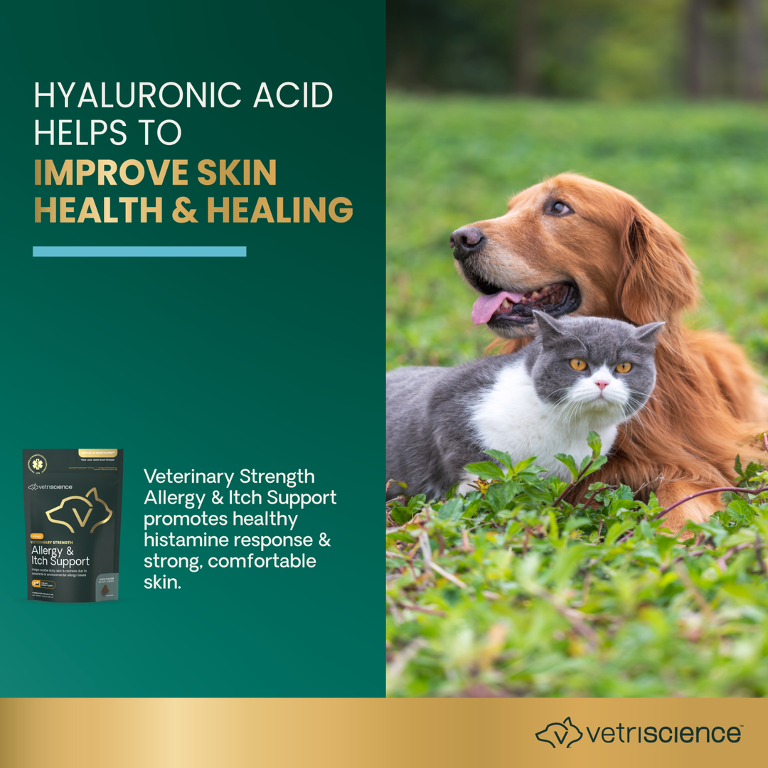 Veterinary Strength Allergy & Itch Support for Dogs & Cats