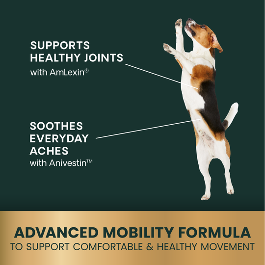 Max Veterinary Strength Comfort & Ease for Dogs