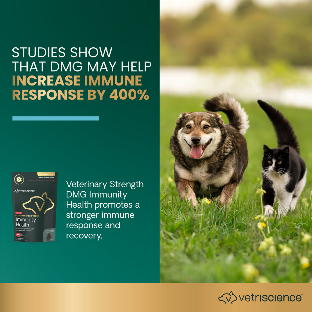 Veterinary Strength DMG Immunity Health for Dogs & Cats