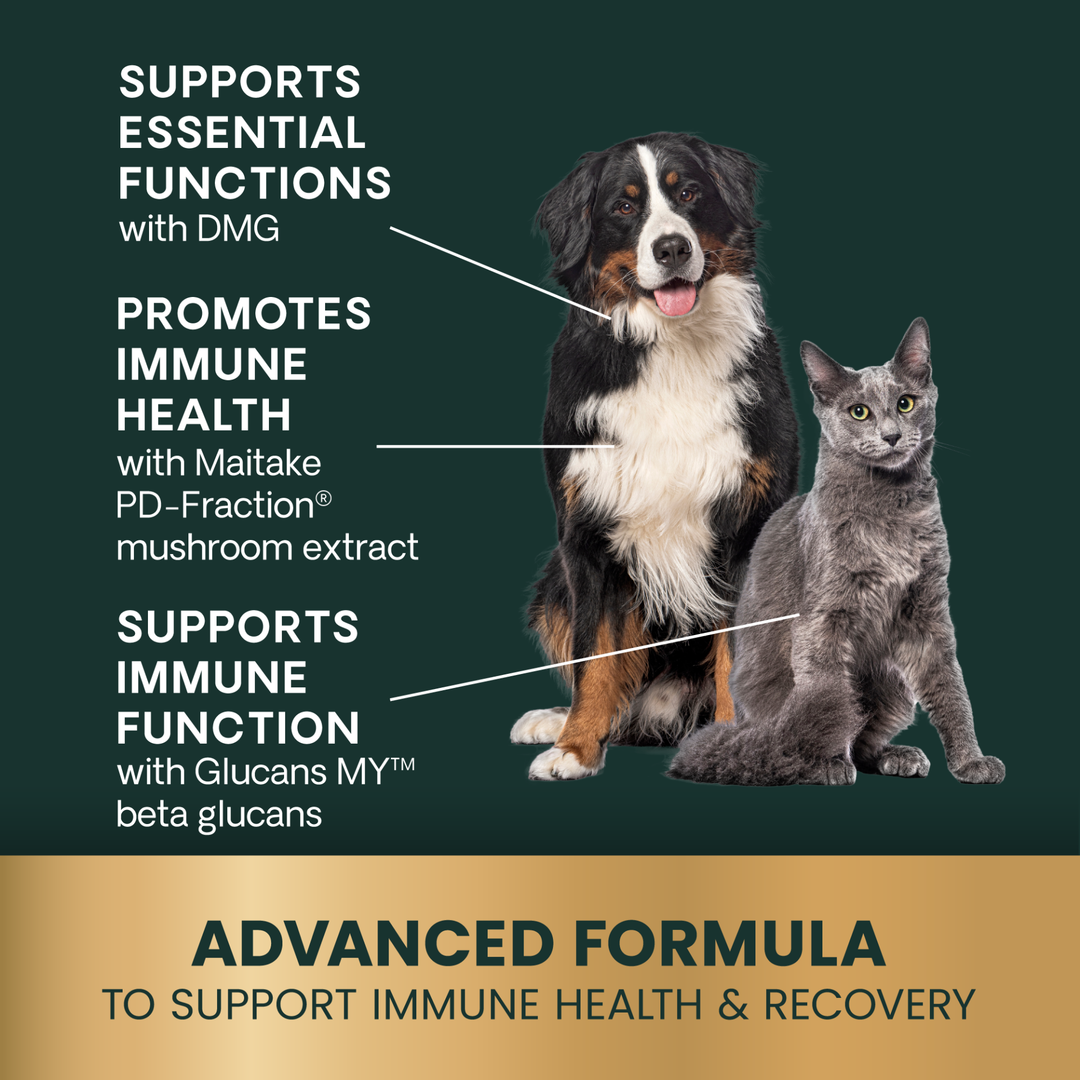 Veterinary Strength DMG Immunity Health for Dogs & Cats