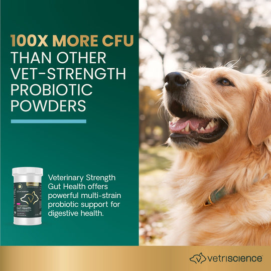 Veterinary Strength Gut Health for Dogs & Cats