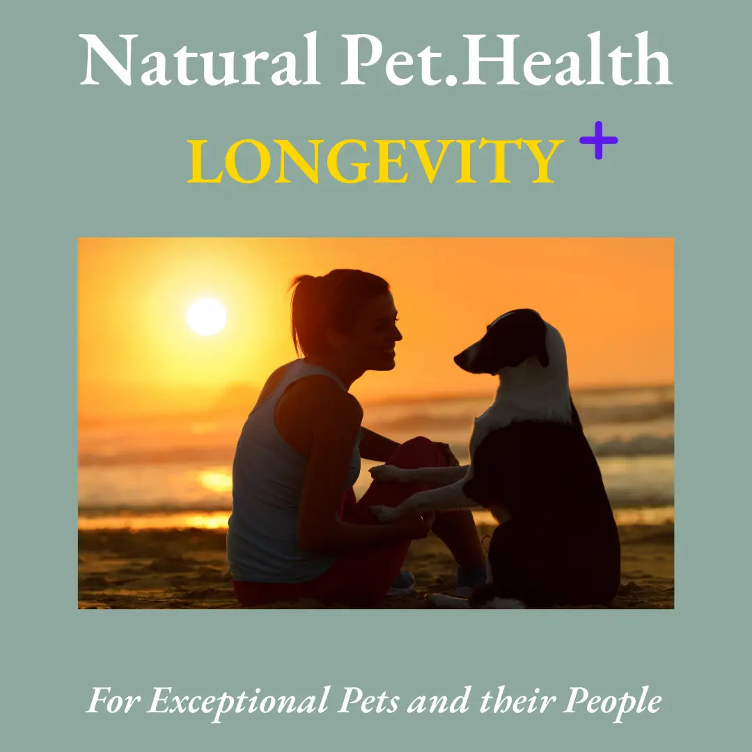 LONGEVITY PLUS-- The ONE longevity dog supplement every pet parent should get