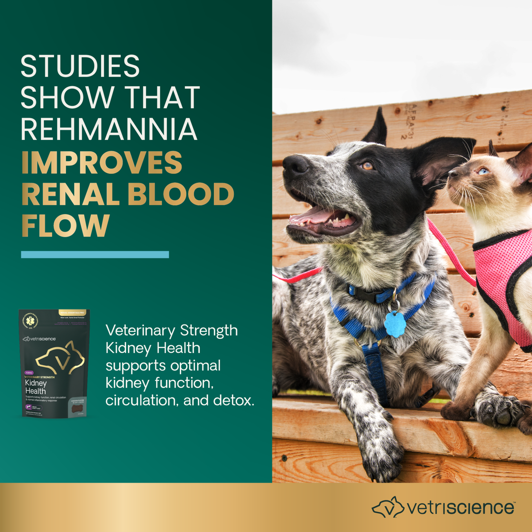 Veterinary Strength Kidney Health for Dogs & Cats