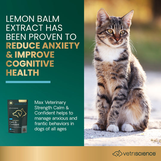 Max Veterinary Strength Calm & Confident for Dogs & Cats