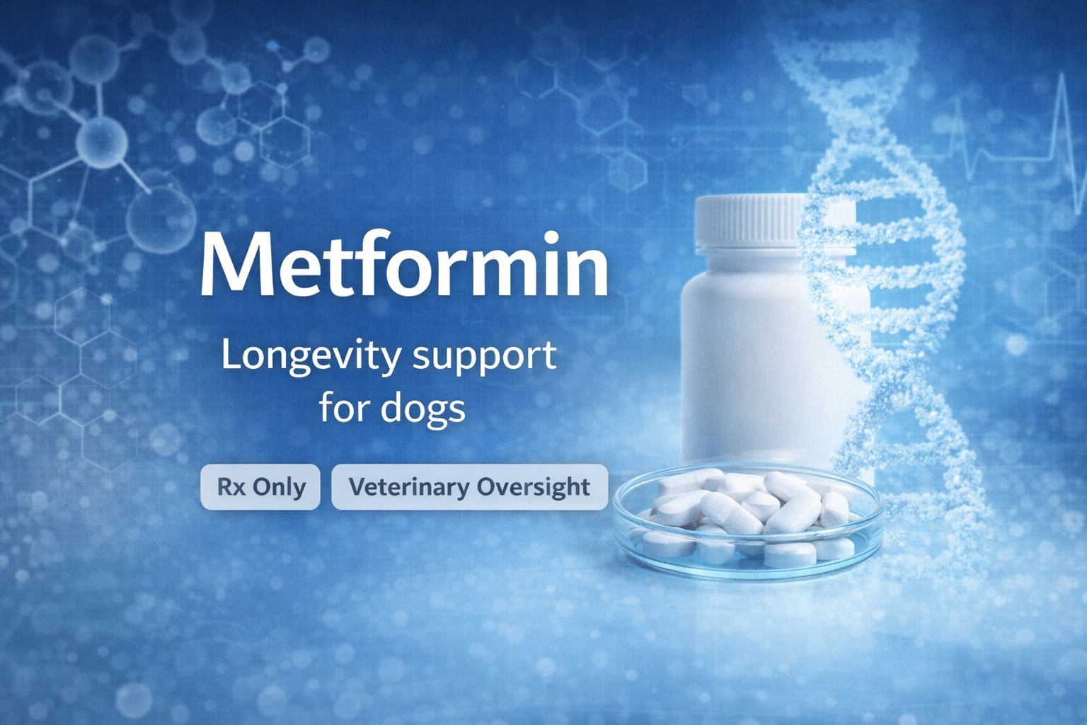 METFORMIN FOR DOGS -- Metabolic Longevity Therapy