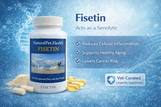 FISETIN FOR DOGS: The New Senolytic