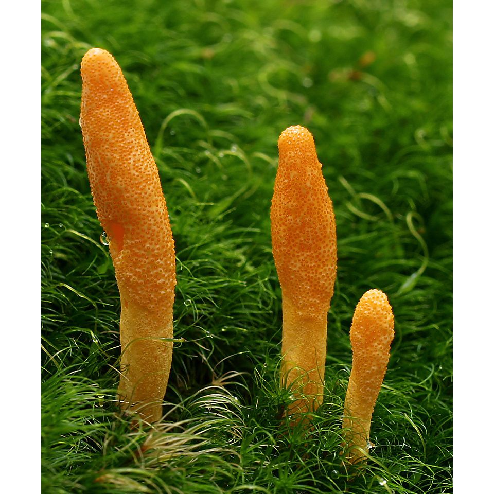 Cordyceps Extract for Dogs