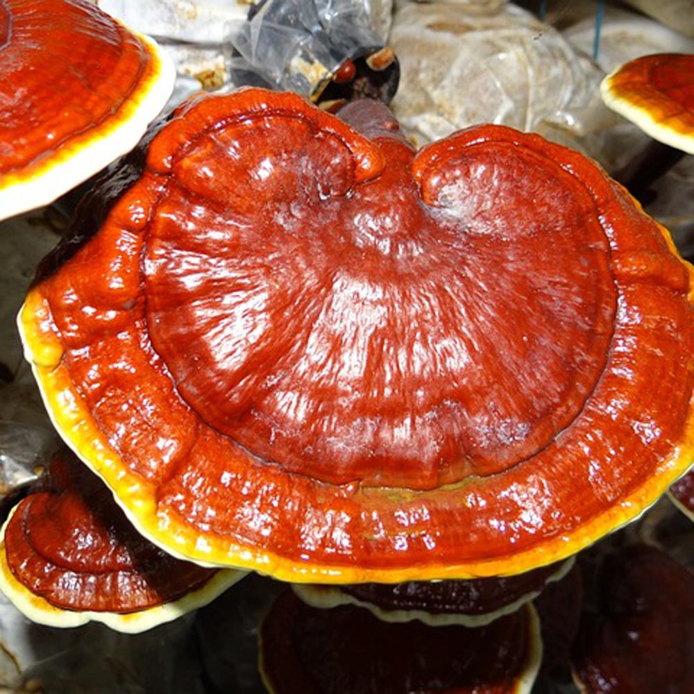 REISHI MUSHROOMS FOR DOGS