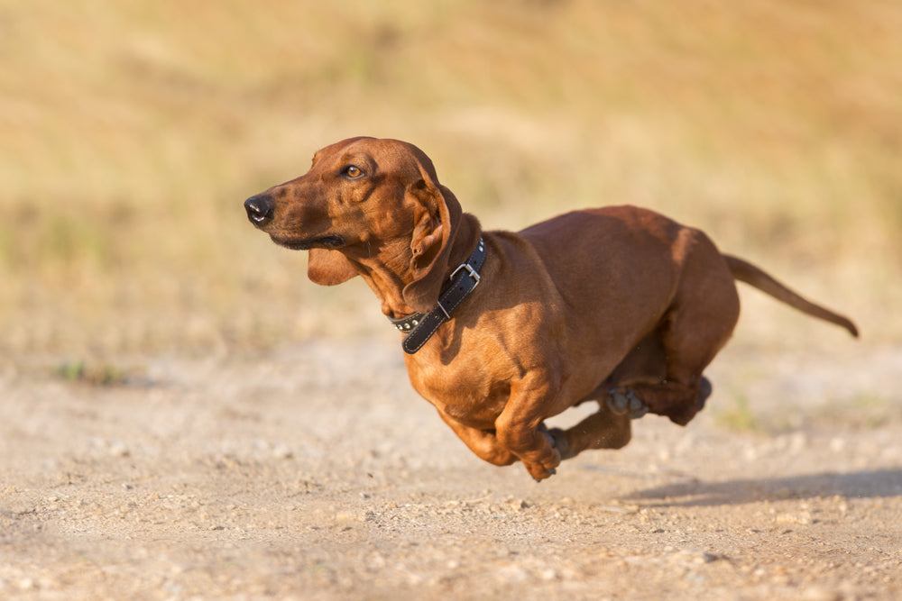 THE FOUNDATION LONGEVITY PROTOCOL