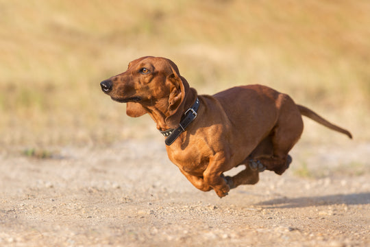 THE FOUNDATION LONGEVITY PROTOCOL