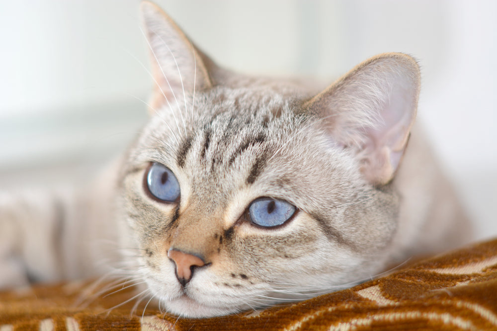 Consult for Cat Prescriptions