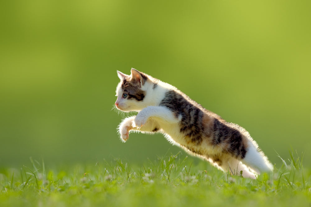 The Cat Longevity Strategy Session