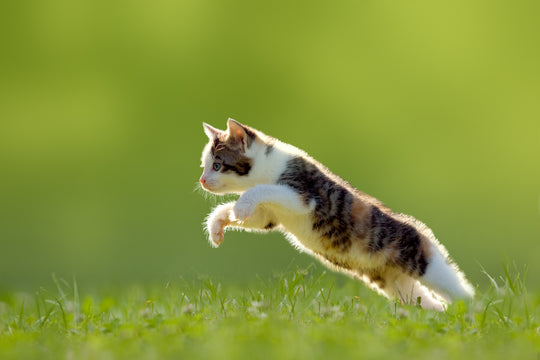 The Cat Longevity Strategy Session